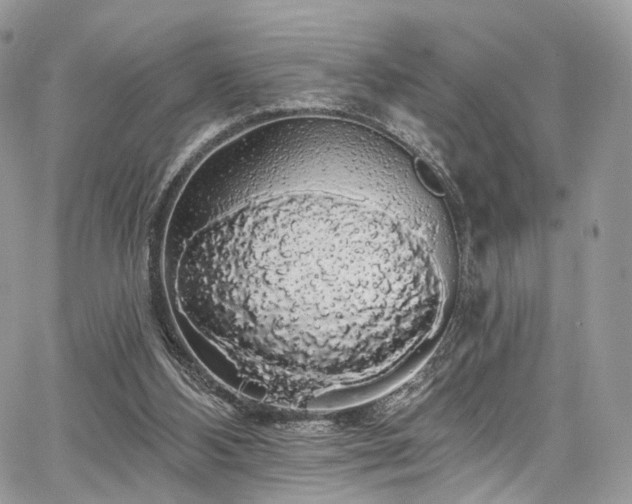 X0000068290108200604241309