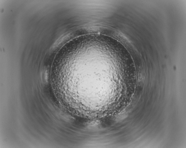 X0000068290124200604241309