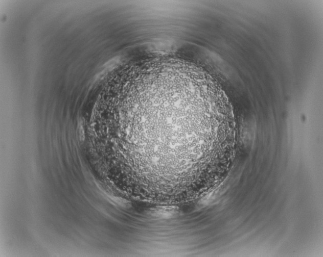 X0000068290128200604241309
