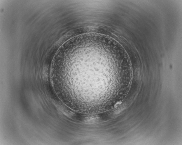X0000068290274200604241306