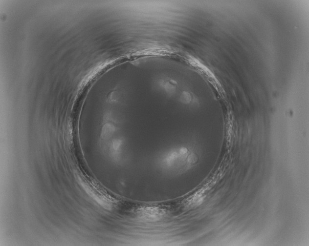 X0000068290298200604241306