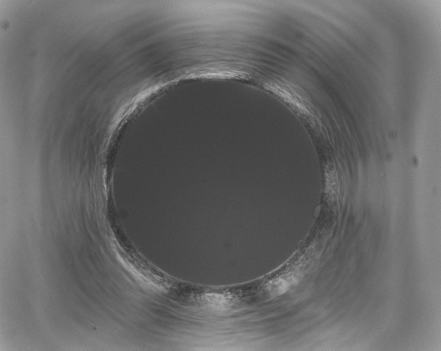 X0000068290302200604241306