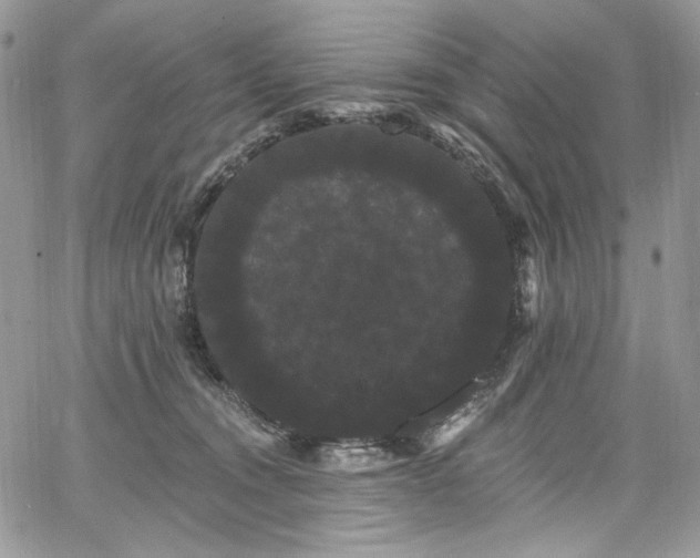 X0000068290372200604241305