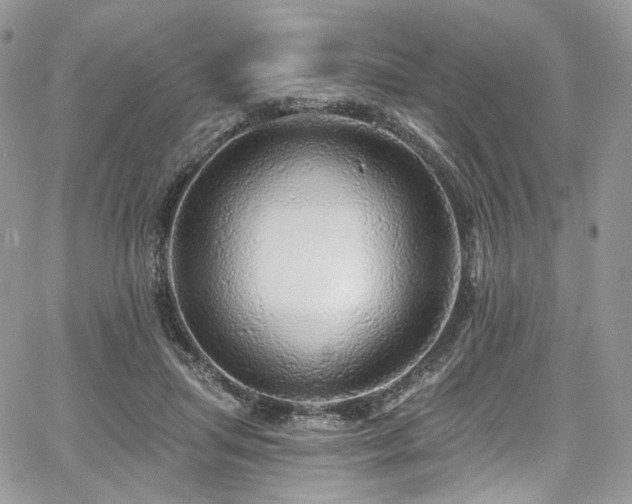 X0000068290455200604241303