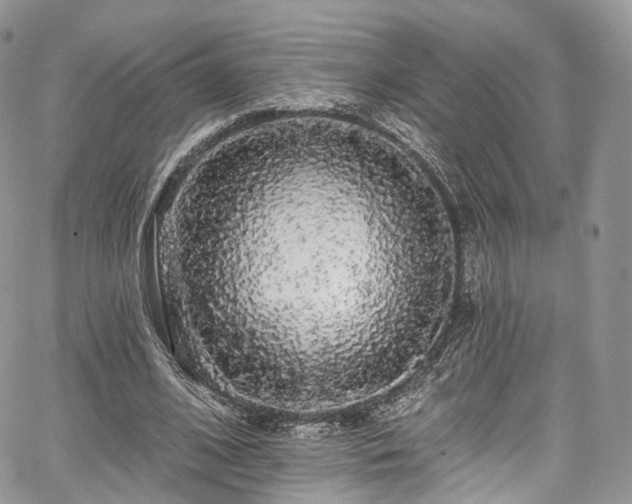 X0000068290584200604241301