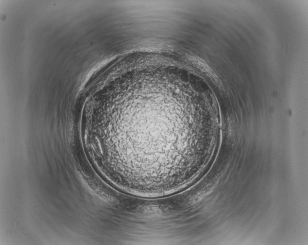 X0000068290588200604241301