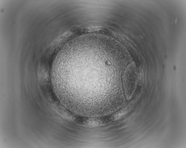 X0000068290608200604241300