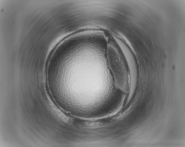 X0000068290795200604241257