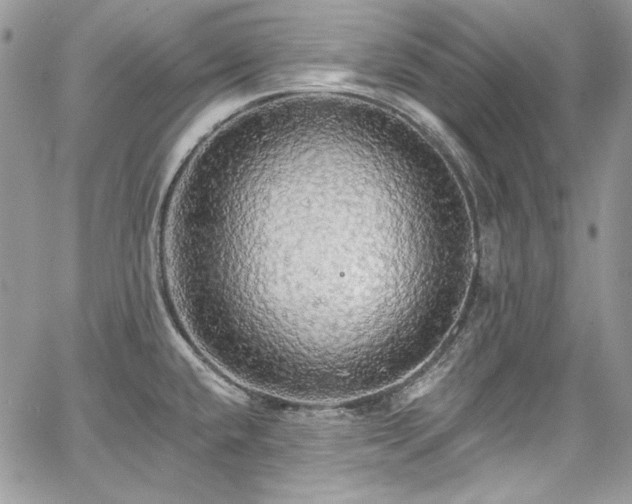 X0000068291432200604241247