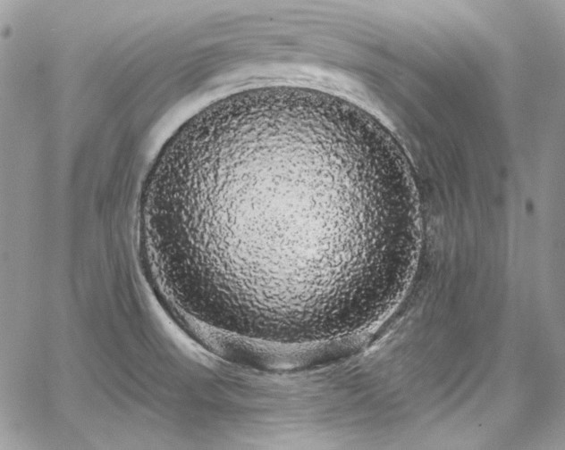 X0000068291523200604241245