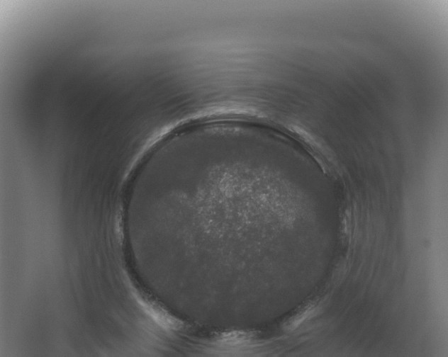 X0000068290064200604281654