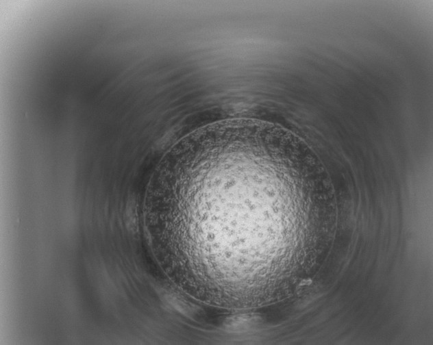X0000068290274200604281651