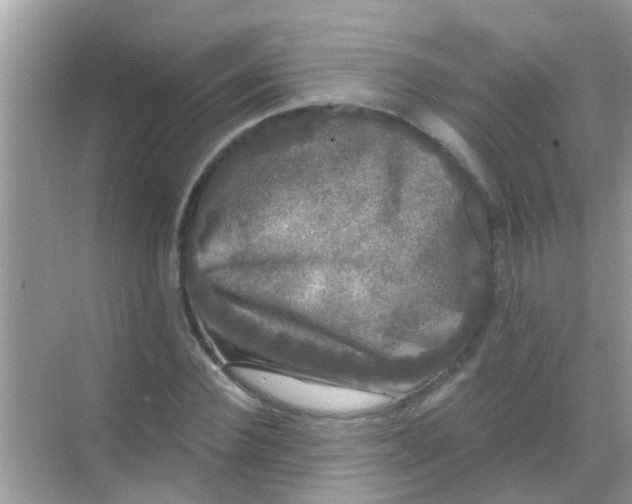 X0000068290924200605051903