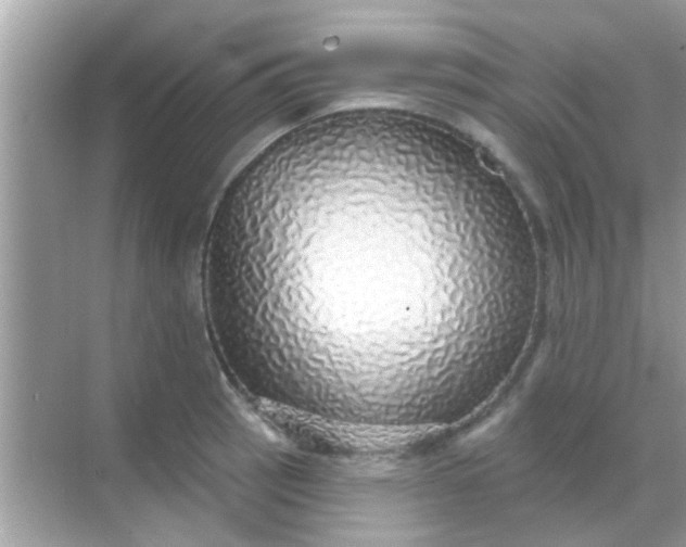 X0000068291137200605051900