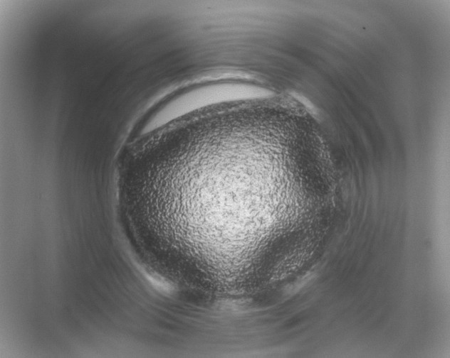 X0000068290350200605121944