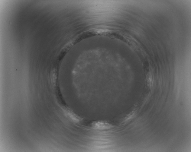 X0000068290372200605121944