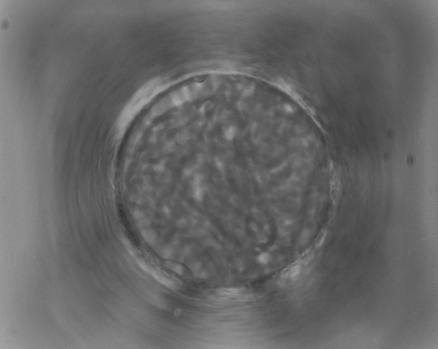 X0000068290151200605191927
