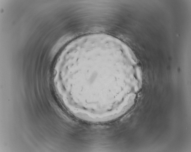 X0000068290242200605191925