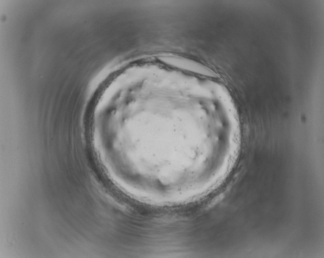 X0000068290246200605191925