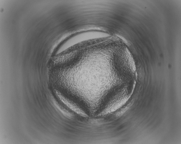 X0000068290350200605191924