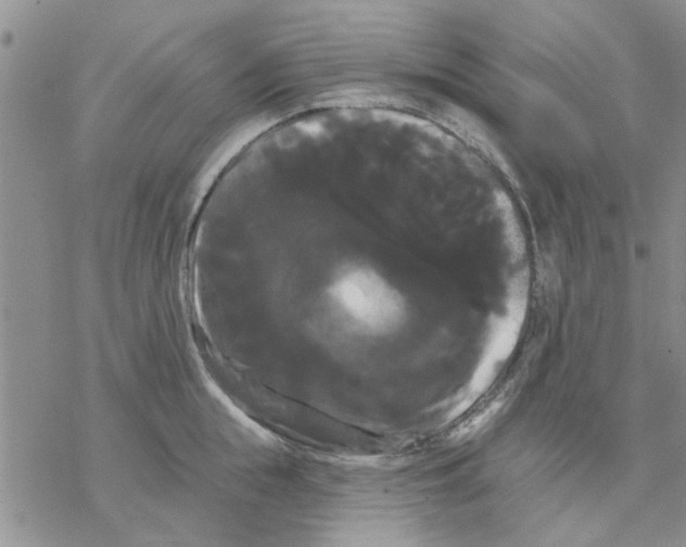 X0000068290855200605191916