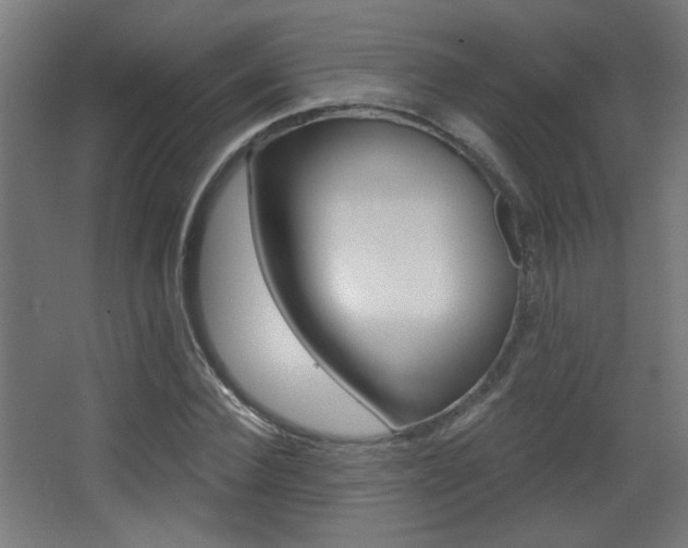 X0000068300924200604211007