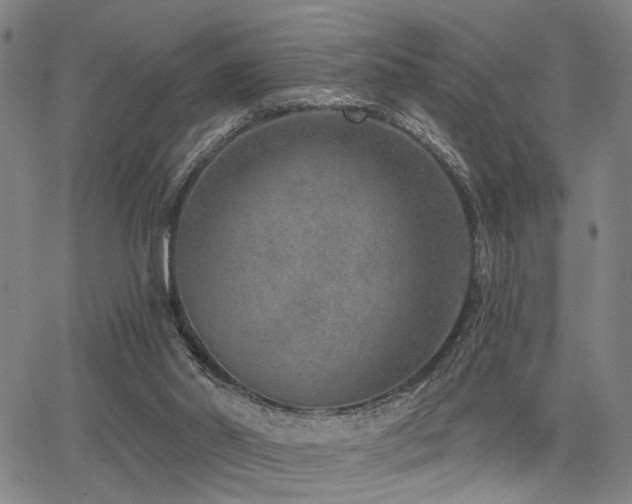 X0000068300014200604211150