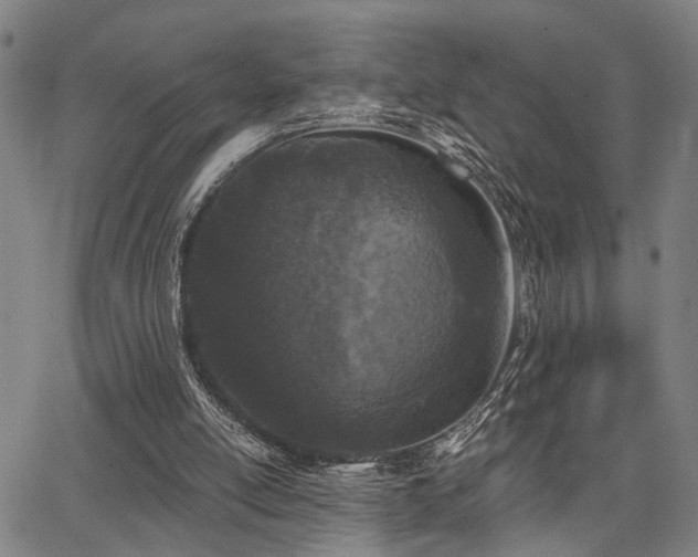 X0000068300054200604211149