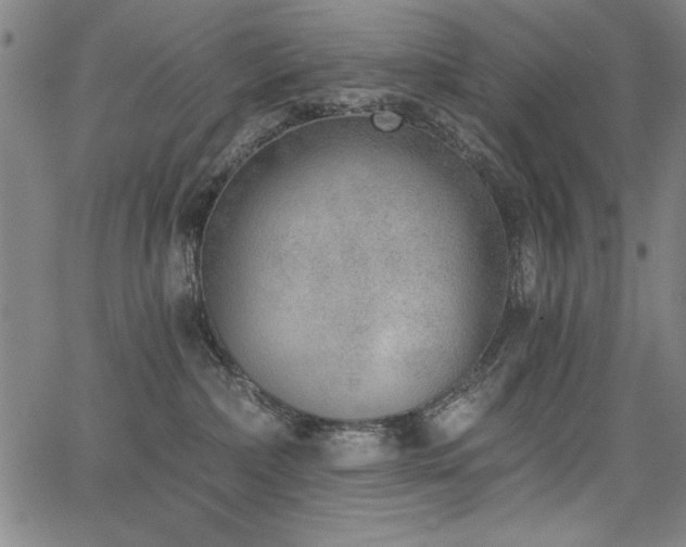 X0000068300236200604211146