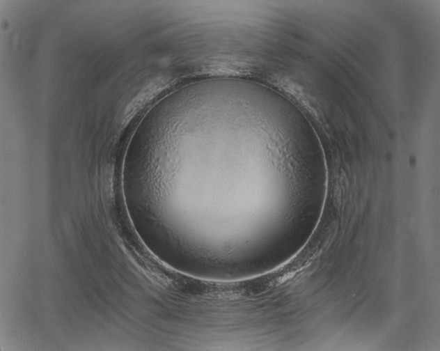 X0000068300299200604211145