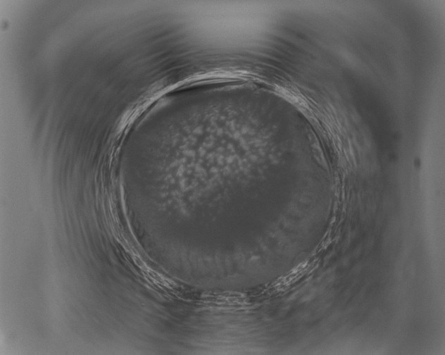 X0000068300337200604211144