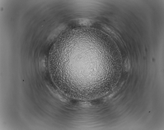 X0000068300424200604211143