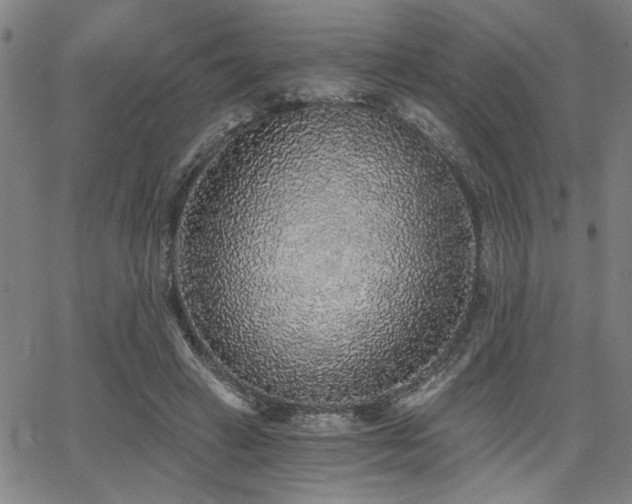 X0000068300449200604211142