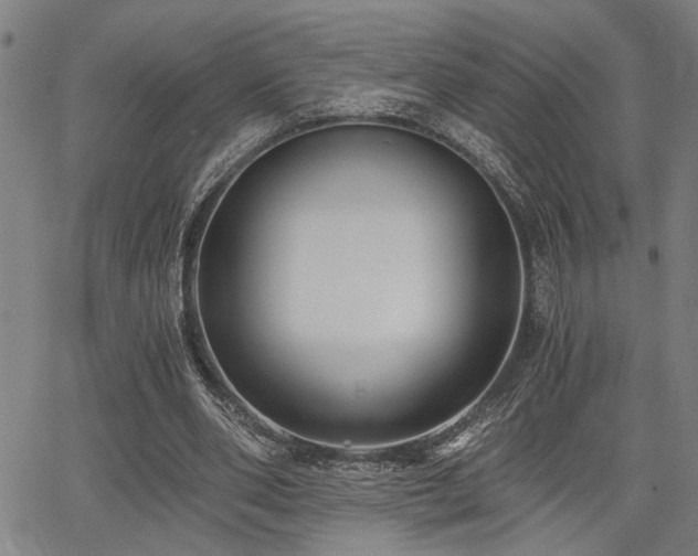 X0000068300486200604211142