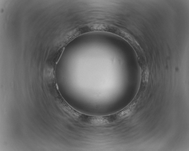 X0000068300521200604211141