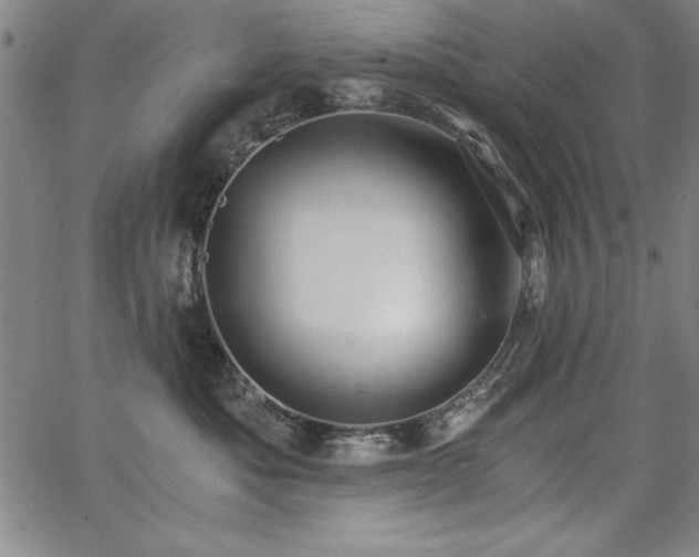 X0000068300525200604211141