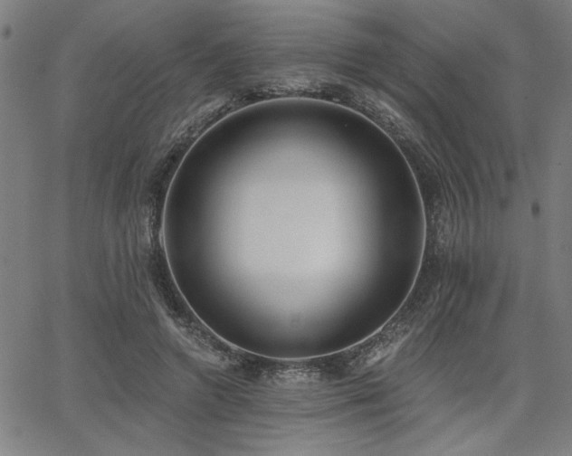 X0000068300546200604211141