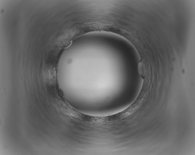 X0000068300624200604211139