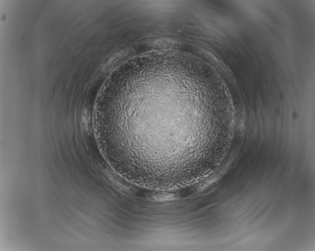X0000068300669200604211139
