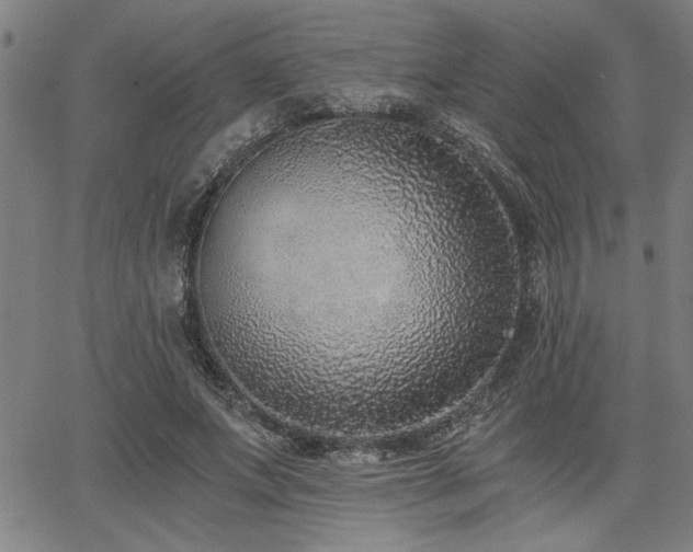X0000068300687200604211138