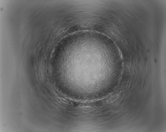 X0000068300817200604211135