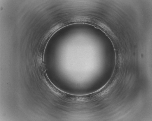 X0000068300841200604211136