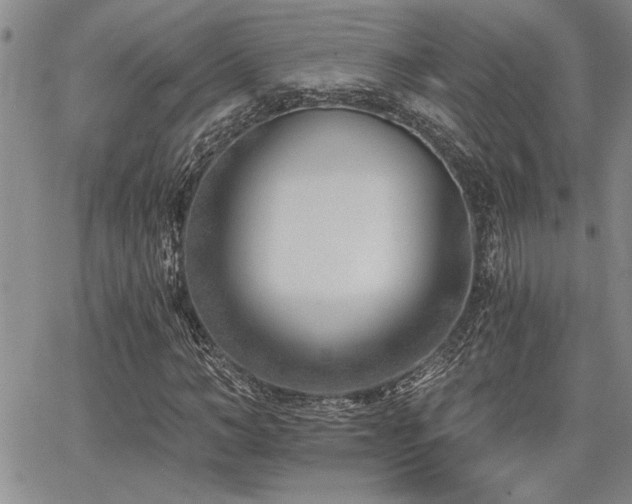 X0000068300966200604211134