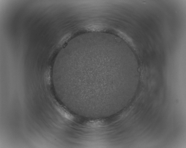 X0000068300065200604241348