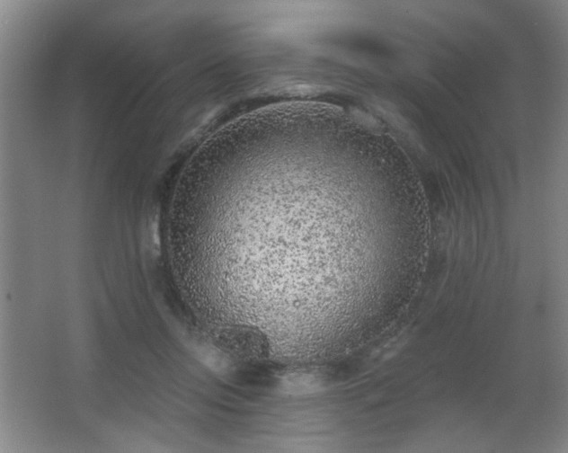 X0000068300358200604241343