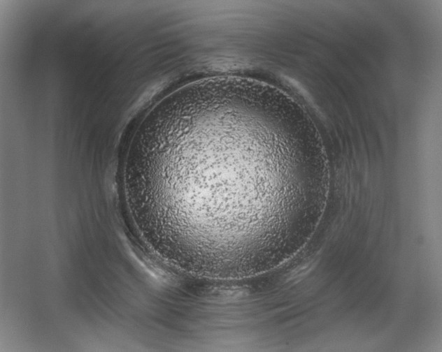 X0000068300443200604241341