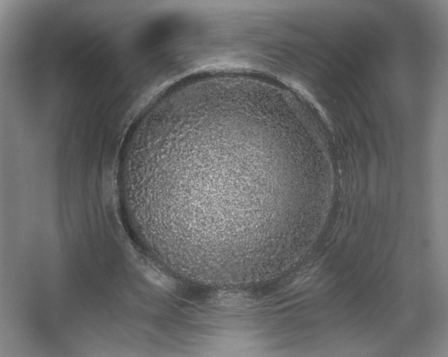 X0000068300487200604241341