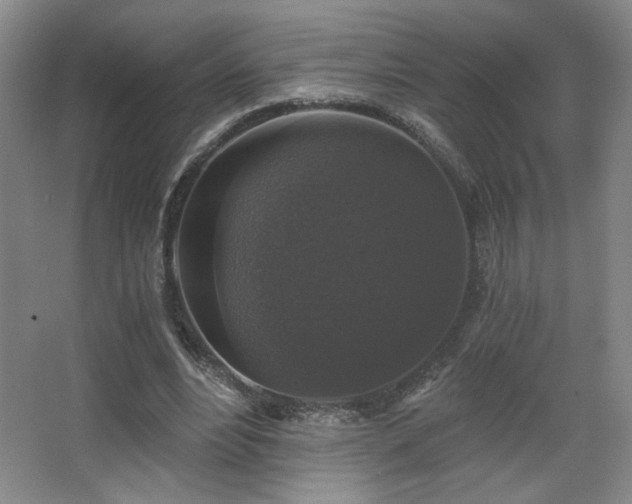X0000068300488200604241341