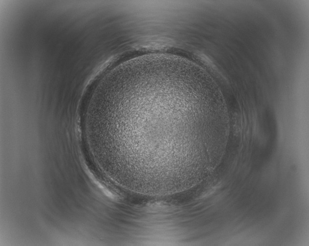 X0000068300634200604241338