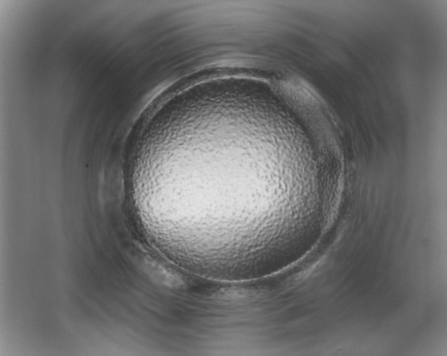 X0000068300829200604241335